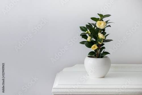 Foto Flowering camellia in a white pot over an antique wooden cabinet - copy space