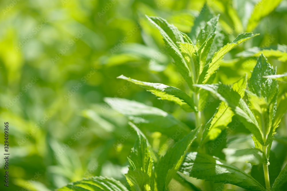 Obraz premium Fresh green organic mint growing in the garden. Plant used as an natural ingredient for food and drink. Raw peppermint leaves. Spearmint leaf.