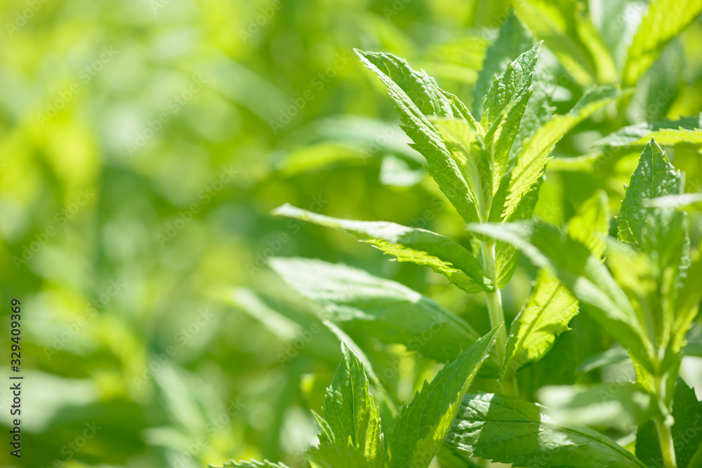 Fresh green organic mint growing in the garden. Plant used as an natural ingredient for food and drink. Raw peppermint leaves. Spearmint leaf. Fresh green organic mint growing in the garden. Plant used as an natural ingredient for food and drink. Raw peppermint leaves. Spearmint leaf.