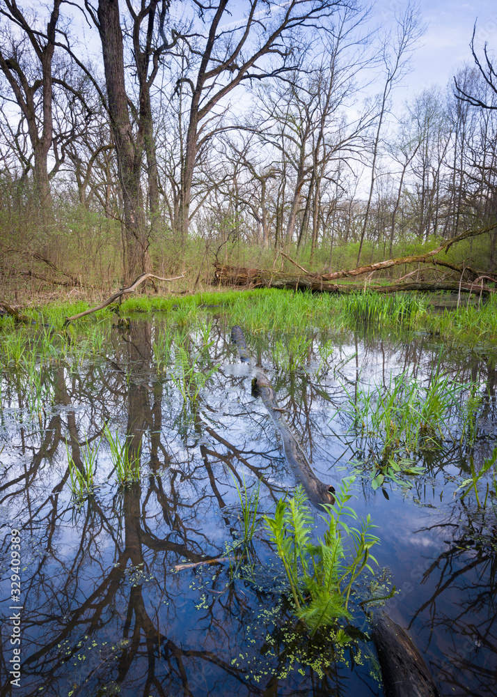 Heavy spring rains and vernal pools create habitat for reptiles, amphibians and other wildlife.