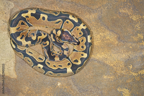 Royal python or ball python (Python regius), resting on rock surface