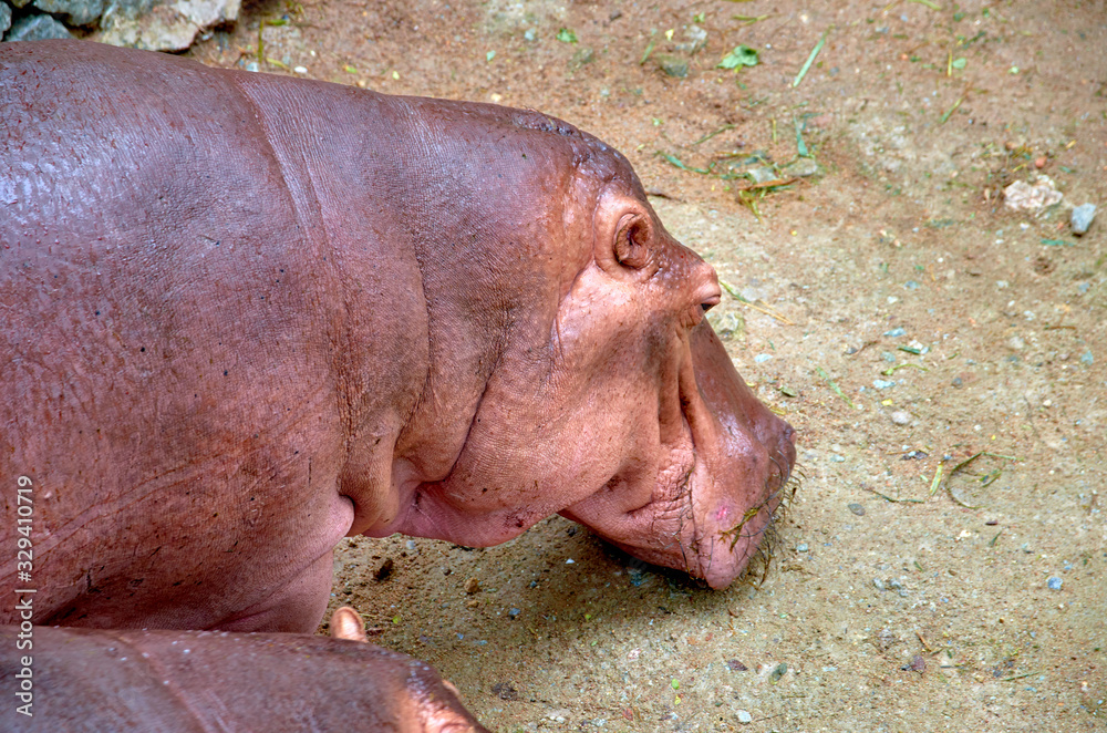 hippo in water