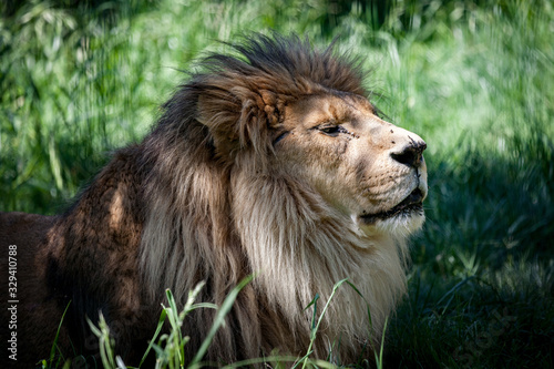 Fototapeta Naklejka Na Ścianę i Meble -  male lion