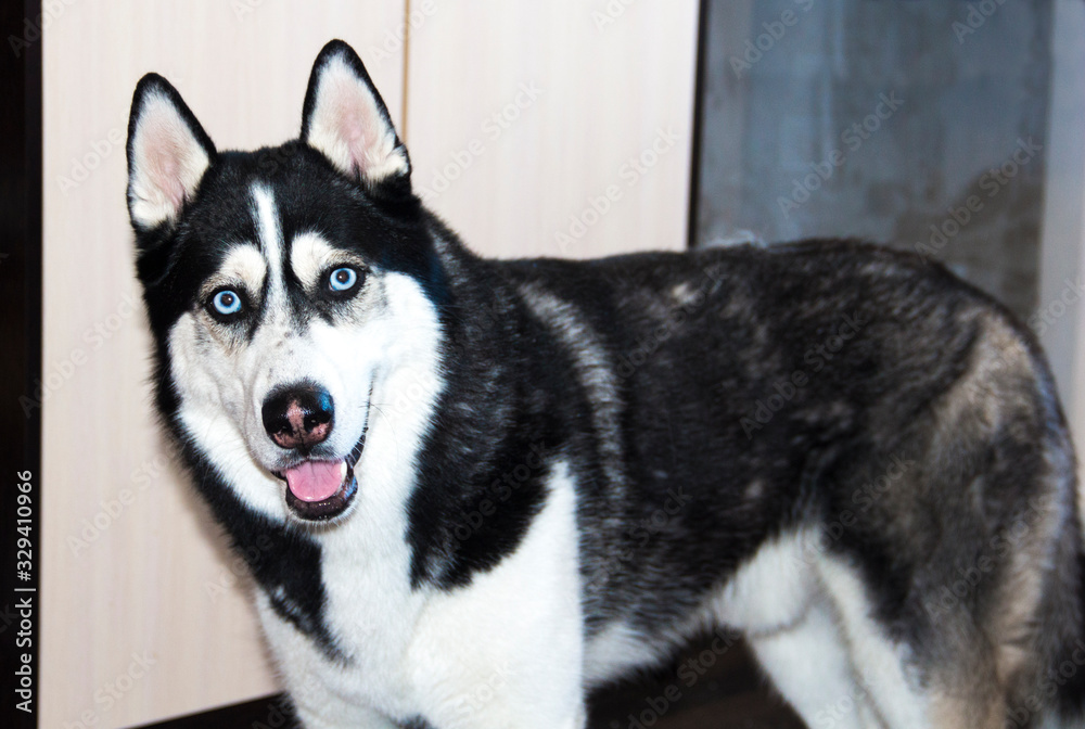 Black and white husky dog with blue eyes. Siberian husky. Black and white husky dog with blue eyes. Siberian husky.