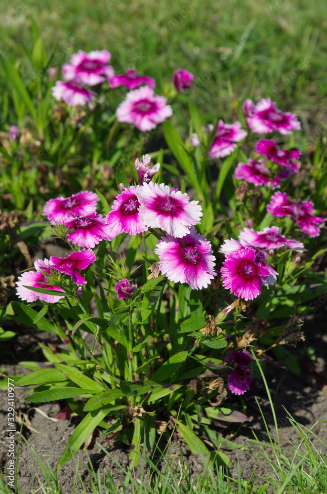 Carnation garden (lat. Dianthus caryophyllus) on a flower bed in the garden