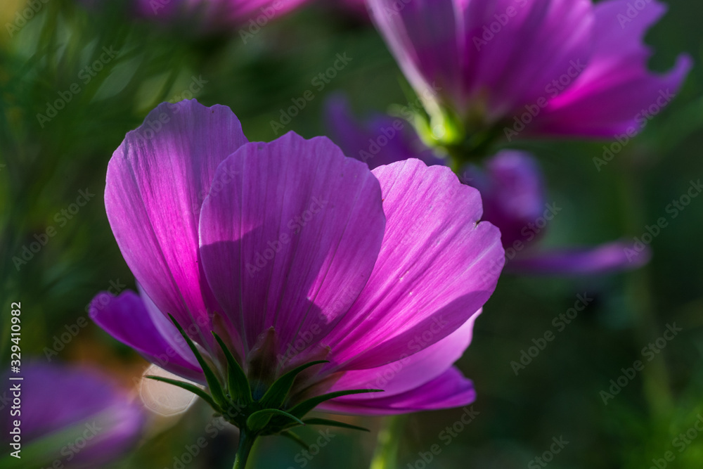 Sommerblumen Sommerblumen