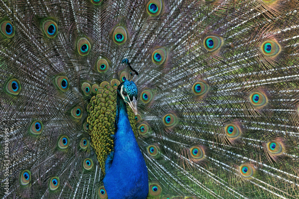 Obraz premium Male peacock displaying its iridescent plumage