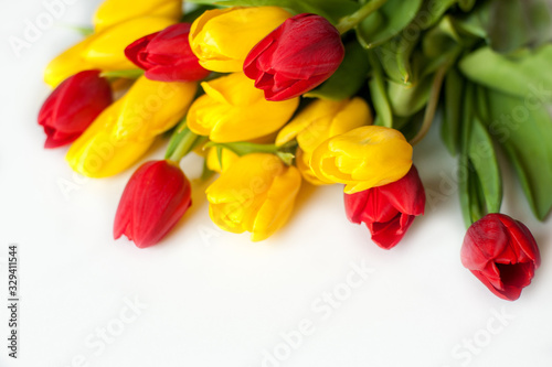 yellow and red tulips on a white background