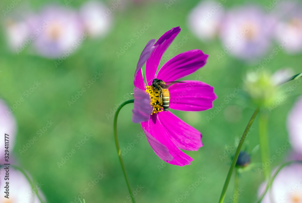 yellow bubble bee drinking honey on pollen yellow bubble bee drinking honey on pollen