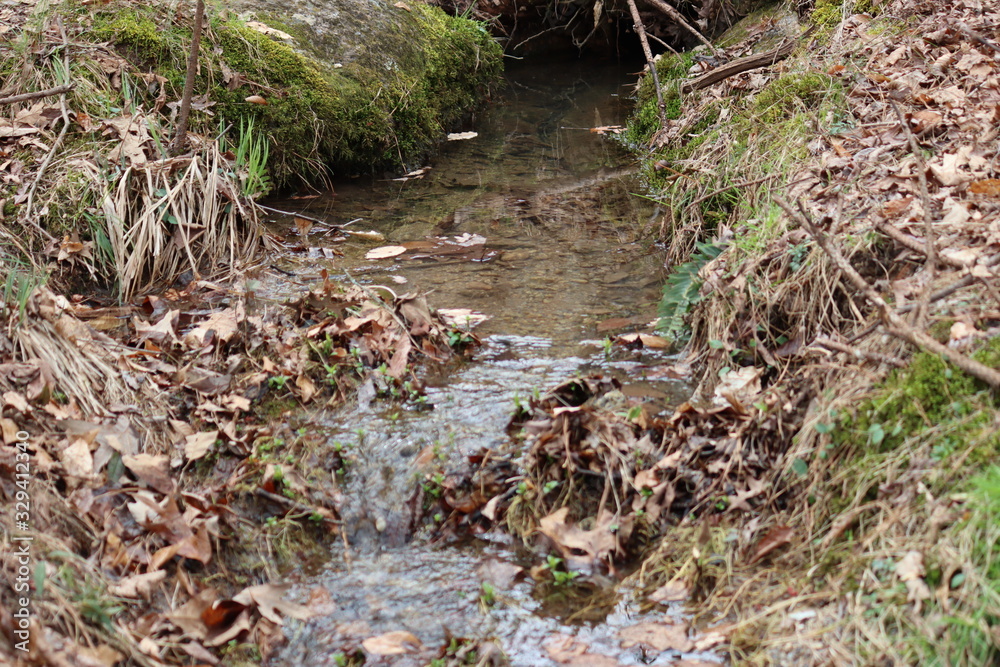 stream in forest stream in forest