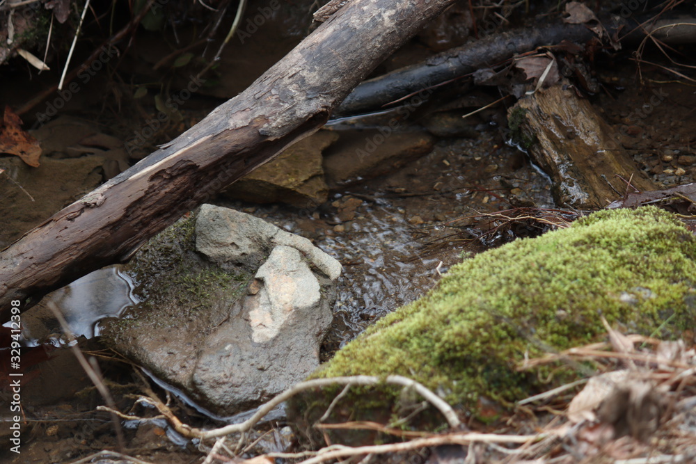 stream in forest stream in forest