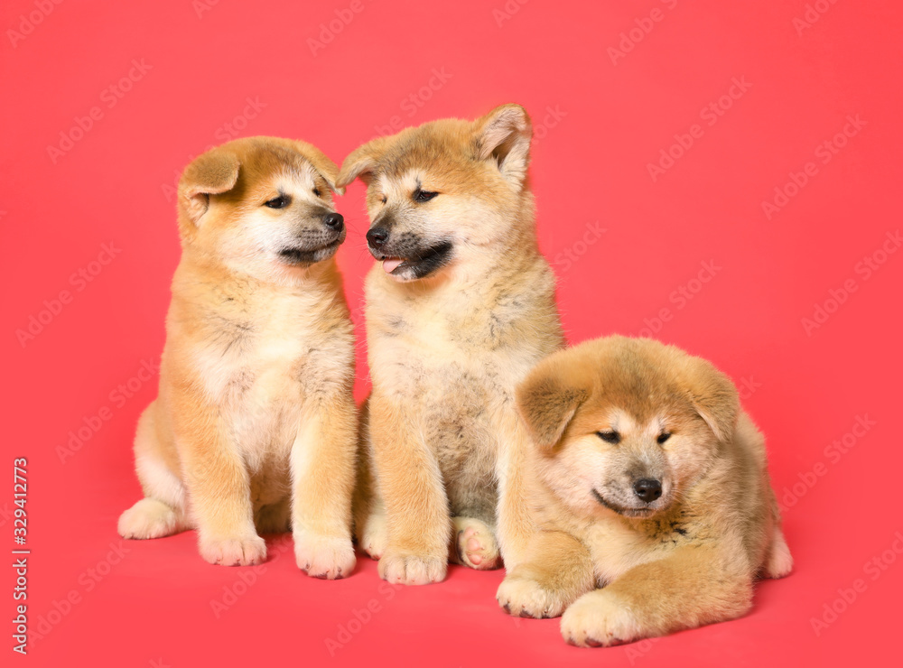 Cute Akita Inu puppies on red background. Baby animals Cute Akita Inu puppies on red background. Baby animals