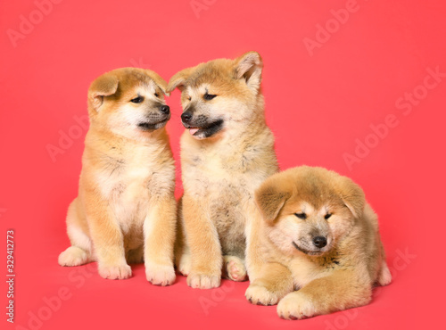 Fototapeta Naklejka Na Ścianę i Meble -  Cute Akita Inu puppies on red background. Baby animals