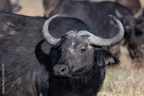 head and shoulders of a cape buffalo with a shadow of its horn