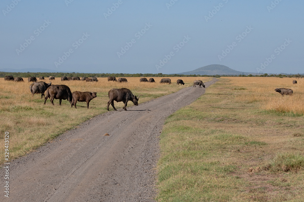 Obraz premium Cape Buffalo crossing a dirt road in the Masai Mara, Kenya