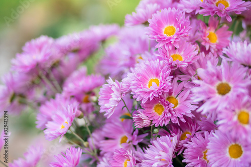 A bouquet of garden pink flowers in the sunlight. Flowers close-up. Holiday card