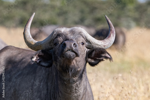 close up of a Cape Buffalo face with nose in the air