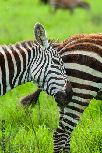 Grant s zebra in Ngorongoro Conservation Area  Tanzania