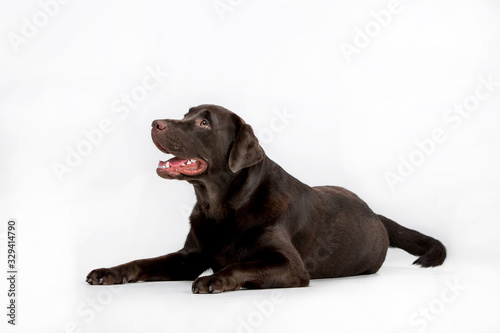 Dog breed Chocolate Labrador on a white background