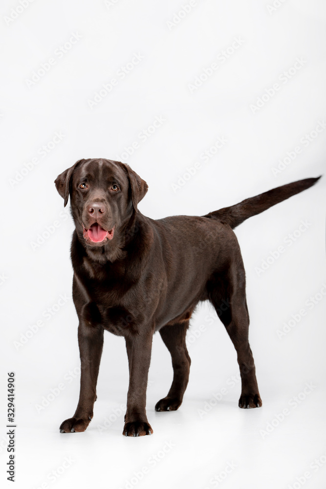 Dog breed Chocolate Labrador on a white background