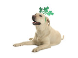 Labrador retriever with clover leaves headband on white background. St. Patrick's day