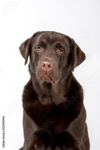 Dog breed Chocolate Labrador on a white background © Мария Старосельцева