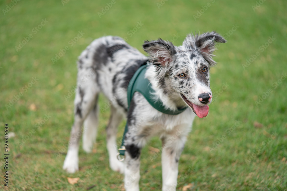 Dog Puppy Border Collie Merle Dog Puppy Border Collie Merle