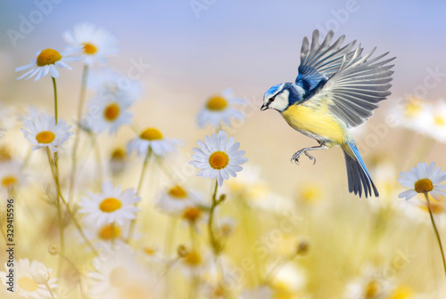 little bird tit flies to over white flowers daisies on a Sunny summer meadow