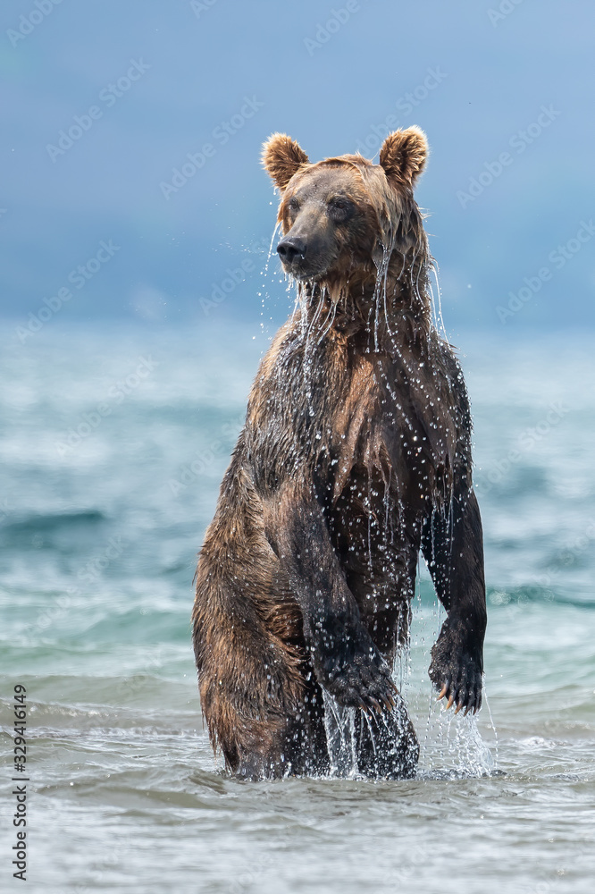 Fototapeta premium Ruling the landscape, brown bears of Kamchatka (Ursus arctos beringianus)