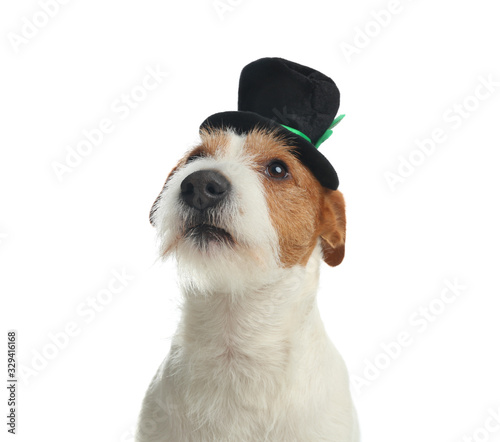 Jack Russell terrier with leprechaun hat on white background. St. Patrick's Day © New Africa