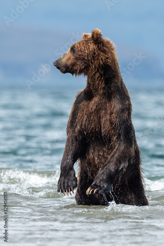 Ruling the landscape, brown bears of Kamchatka (Ursus arctos beringianus)