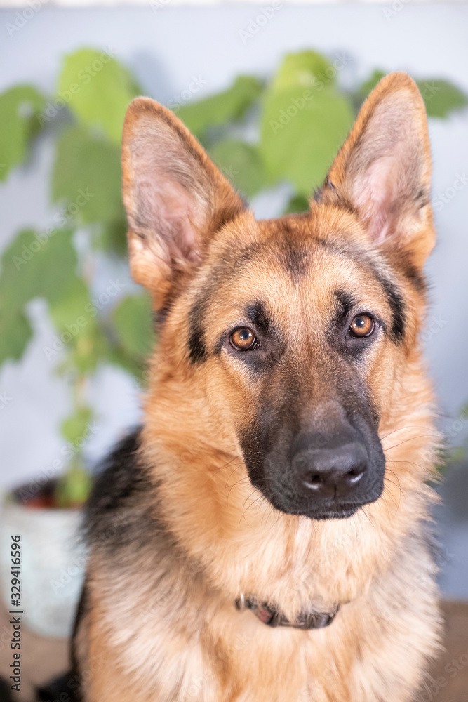 Brown and yellow German Shepherd Dog Close Up Portrait