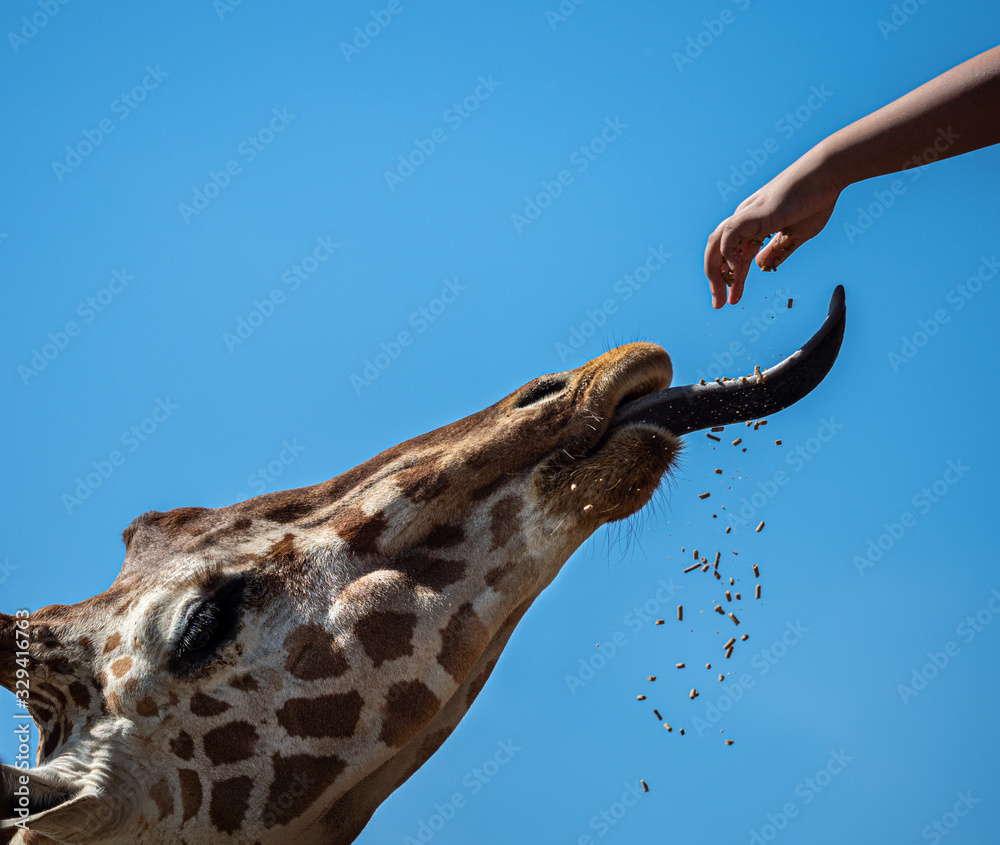 Fototapeta premium feeding a giraffe with it's tongue out