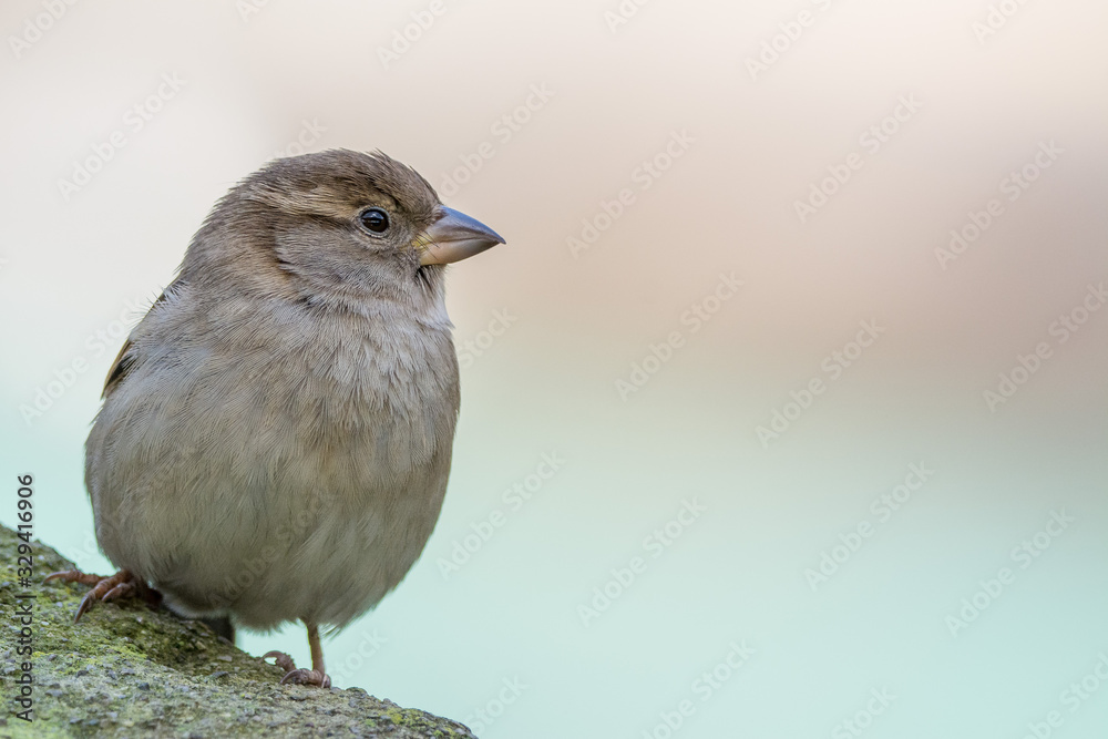 A house sparrow (Passer domesticus) A house sparrow (Passer domesticus)