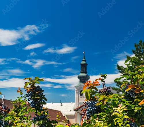 City Nitra, Slovakia. Summer background with ripe grapes in old city, red roofs and church bell tower in sunny day. Tourist destination