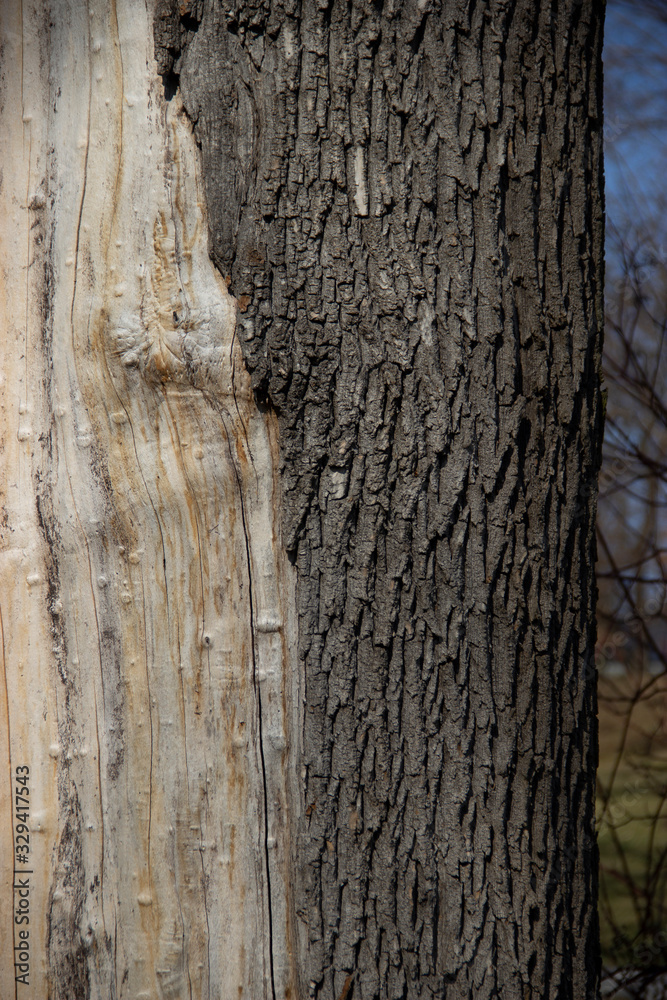 texture of dilapidated bark on a tree texture of dilapidated bark on a tree