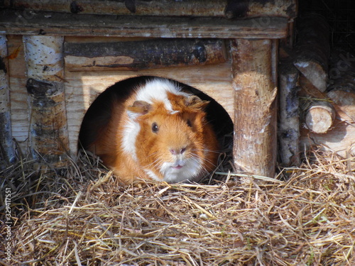 Rosetten-Meerschweinchen schaut aus Häuschen