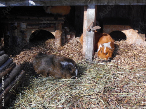 Rosetten-Meerschweinchen agouti/weiß und  rot/weiß