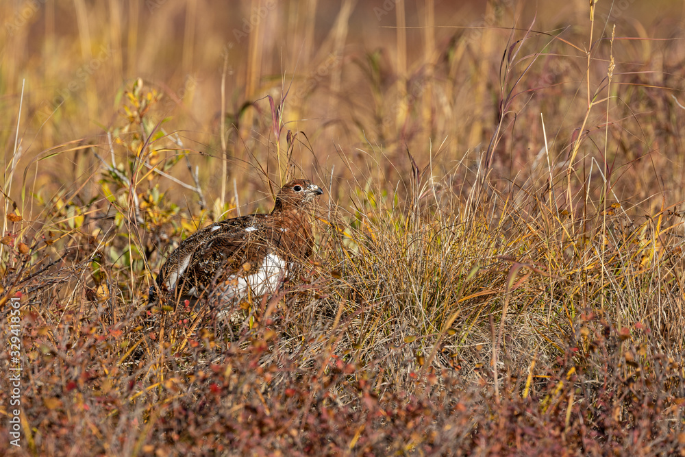 Willow Ptarmigan in Autumn in Denali National Park Alaska Willow Ptarmigan in Autumn in Denali National Park Alaska