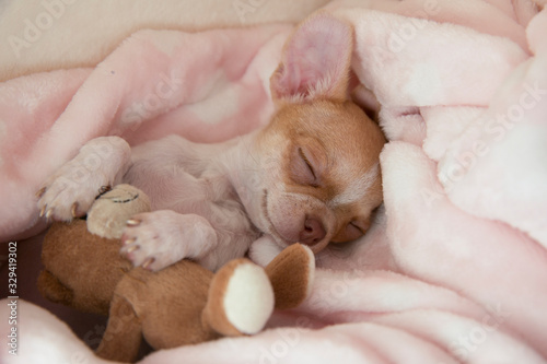 Mini chihuahua puppy sleeping in his bed. Puppy age two months.