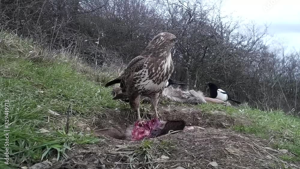 Mäusebussard und Elster am Futterplatz in der Eifel