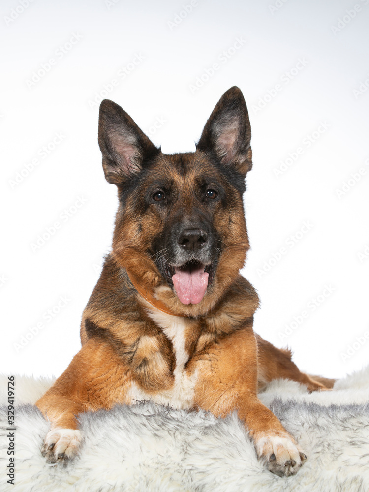 German shepherd dog portrait in a studio with white background. Adult dog isolated on white.