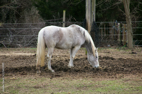 old gray mare horse © Allen
