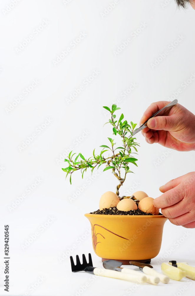 Maintain bonsai on a white background