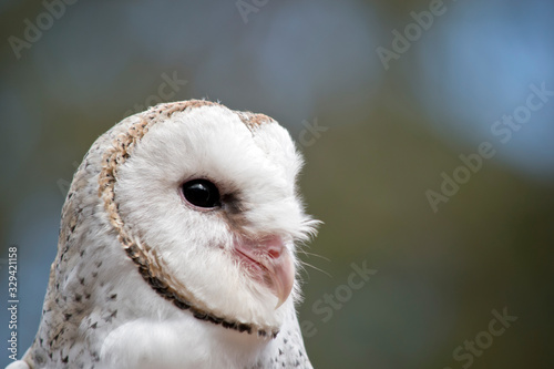 this is a close uo of a barn owl
