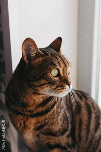 Wallpaper Mural domestic bengal cat sitting on the window, surprised look close up Torontodigital.ca