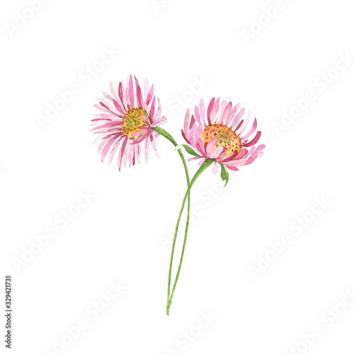 pink chrysanthemum flowers on a white background  bouquet of flowers illustration watercolor