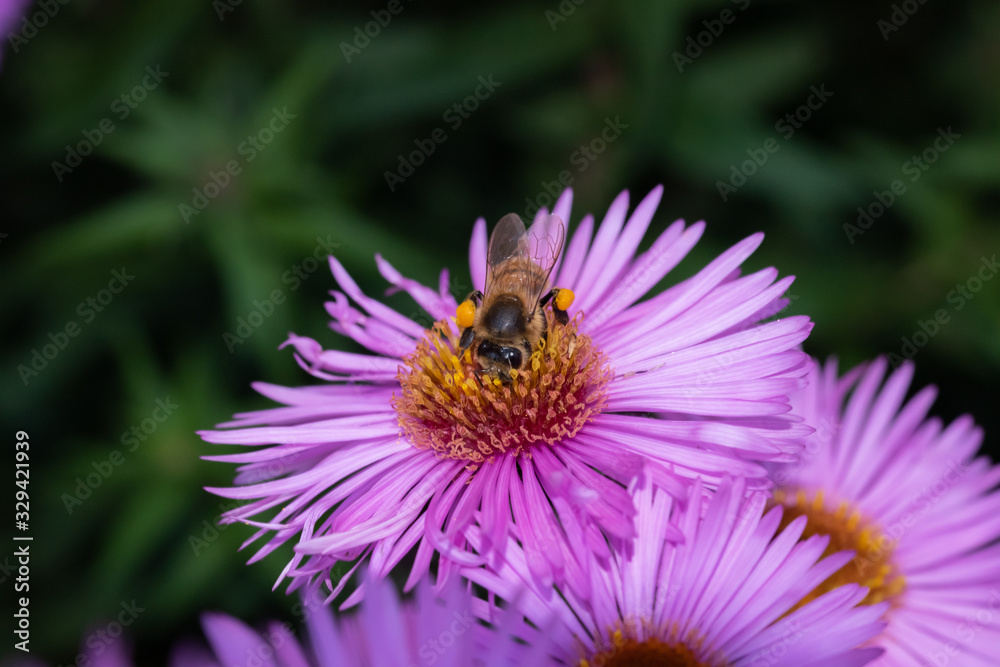 Obraz premium bee on flower