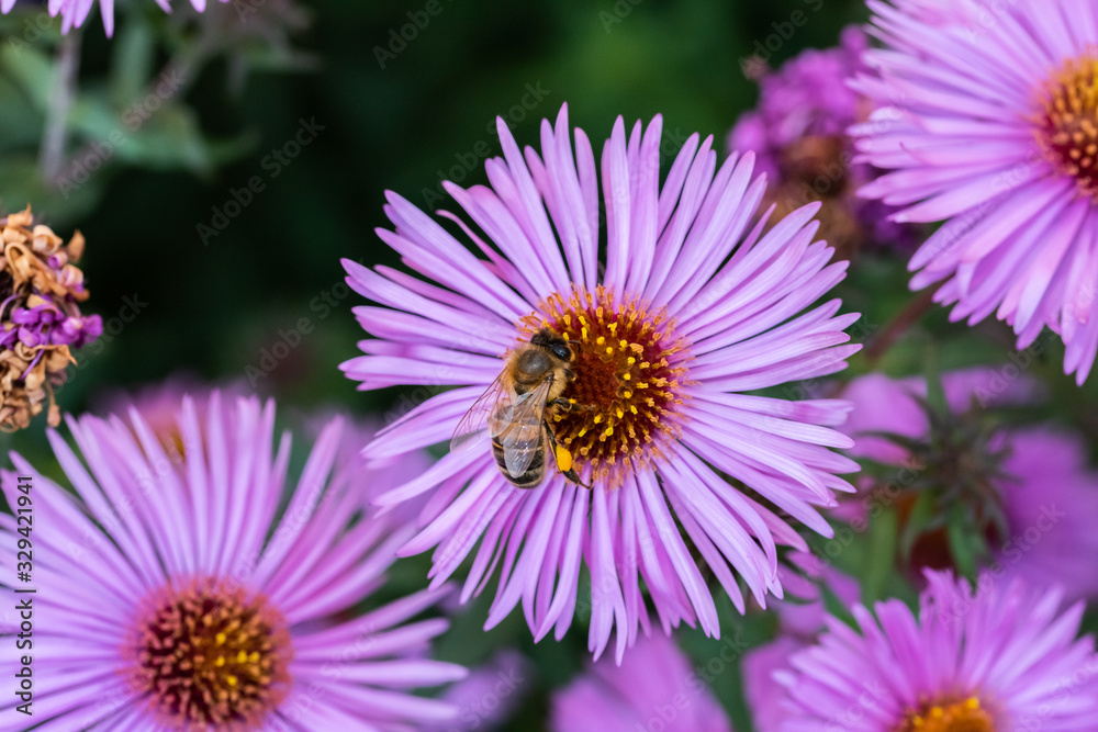 Obraz premium bee on flower