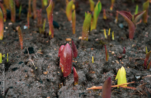 Small green sprouts of tulip flowers grow in the ground of a sunny garden in spring.